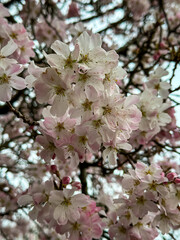 Spring is here blossoming tree cherry, almond, sakura. Beautiful white pink flowers, blooming tree. Beautiful trees in park. Blossoming alley. Sakura cherry blossom