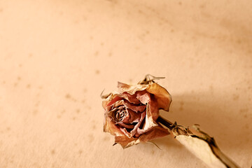 Withered dry flower studio shot