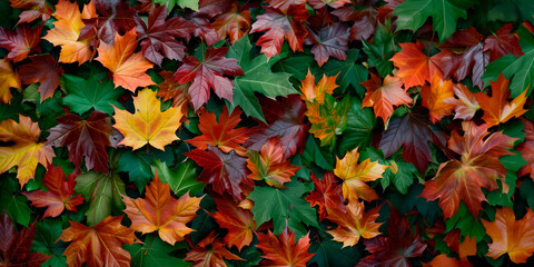 Background of colorful maple leaves in autumn. Leaf pattern background with copy space.