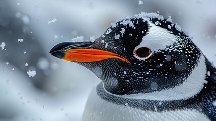 Obraz premium A close-up image of a snow-covered penguin, with a black and white body and an orange beak