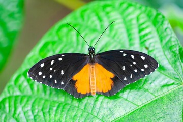 Tarricina longwing, Tithorea tarricina, on a plant