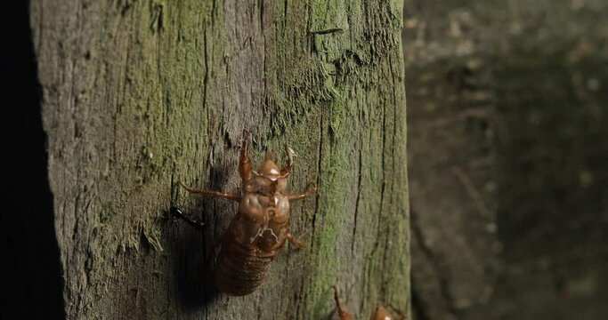 Cicada crawling up by a cicada shell