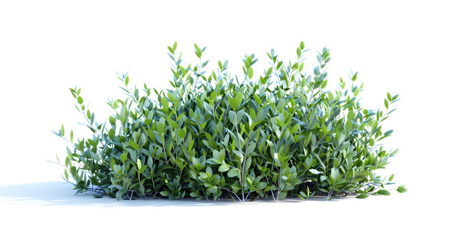 scandent shrub isolated on white : Generative AI
