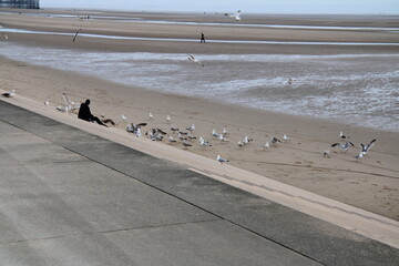 Seagulls on Blackpool Seafront and Promenade