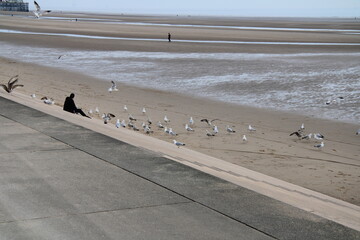 Seagulls on Blackpool Seafront and Promenade