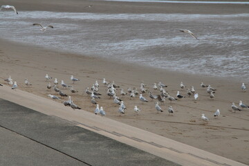 Seagulls on Blackpool Seafront and Promenade