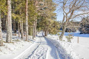 snow covered trees at Blindensee Germany 