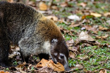 White nosed coati, Nasua narica, searching for food on a forest floor