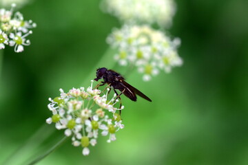 Fliege auf einer Laserkraut-Blüte
