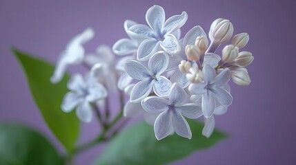   A zoomed-in image of a white bloom resting on a green stalk against a purple background, with a leaf positioned in front