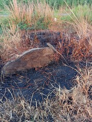 An iguana that camouflages colors on a rock