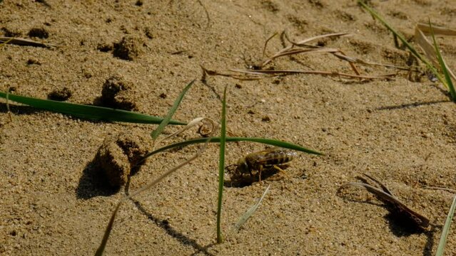 Sand Wasp digging a burrow, hole in the sand and preparation for egg laying	