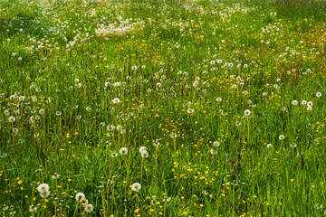 Natural background. Green, fresh grass, dandelions.