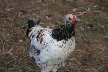 Young rooster on farm
