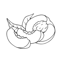 Linear sketch, coloring of peach and pieces of fruit. Vector graphics.
