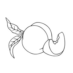 Linear sketch, coloring of peach and pieces of fruit. Vector graphics.