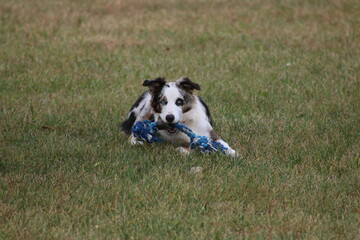 Australian shepherd dog laying in yard with bone rope in mouth