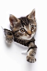 Obraz premium Striped tabby kitten clawing its way through a white paper background