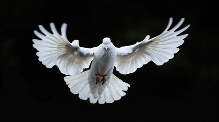 Close up of White Pigeon bird flying Flapping Its Wings Isolated on Black Background. Ai generated