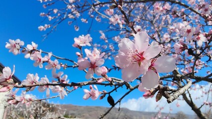 albero di mandorla in fiore dettaglio