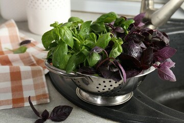Metal colander with different fresh basil leaves on sink
