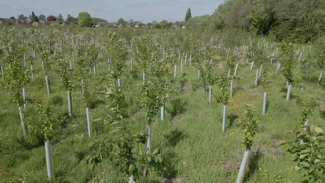 Low drone flight over a field planted with rows of young trees. May, Kent, UK.	