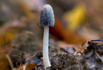 Wild mushrooms growing in the forest - Coprinopsis radiata