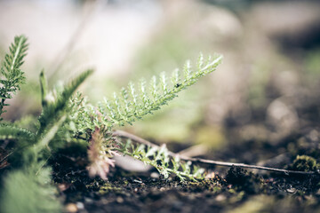 Closeup of weeds in moss 