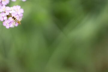 Macro of a flower fly sitting on a pink flower with green background