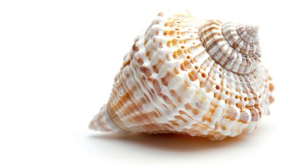 Obraz premium Detailed Macro Examination of Seashell Infested with Parasites on White Background with Subtle Shadow