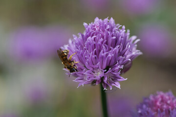 Biene auf blühendem Schnittlauch