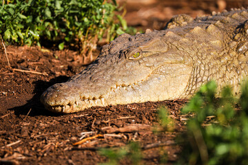 alligator in the swamp