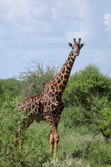 giraffe in the savannah