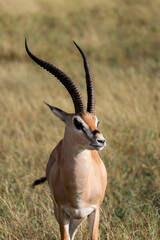 impala in the desert