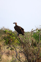 vulture on a branch