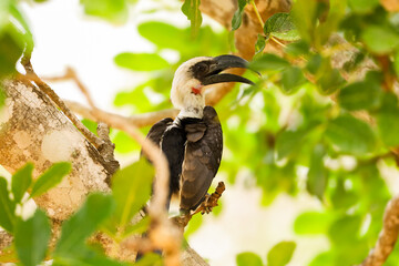 red billed hornbill © Eric