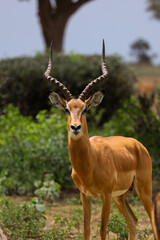 impala in the savannah