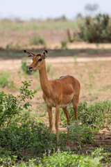 young impala antelope