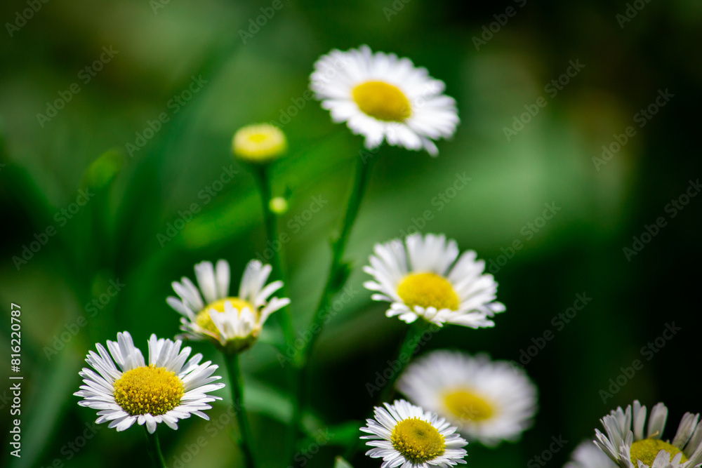 Sticker Field of blooming white flowers in full bloom