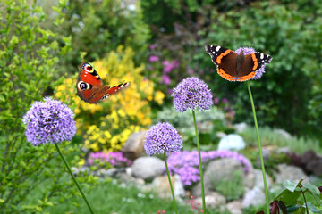 Schmetterling 1143 © K.-U. Häßler