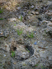 A horse's shoe print in the mud.