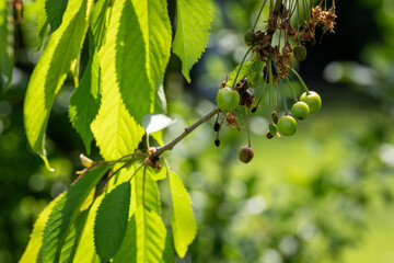 Green cherry fruits on a branch.