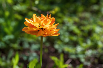 Orange tulip in the spring garden.