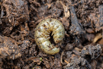 Winter pest insect pest Agrotis segetum