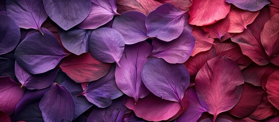 Close-up of vibrant purple and pink leaves - Powered by Adobe