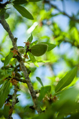 Fresh almonds hanging on the tree branches, bathed in sunlight, awaiting harvest. Nature's bounty captured in its purest form.