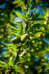 Fresh almonds hanging on the tree branches, bathed in sunlight, awaiting harvest. Nature's bounty captured in its purest form.