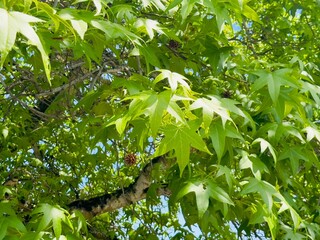 Green leaves background plant nature leaf tree leaves food garden summer spring vegetable herb fresh agriculture growth. Green leaves background branch natural flora parsley flower grass closeup.