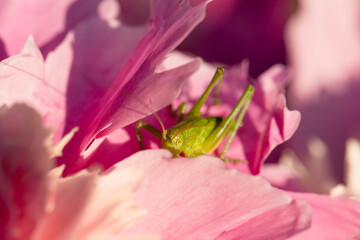green grasshopper on pink peony flower close up