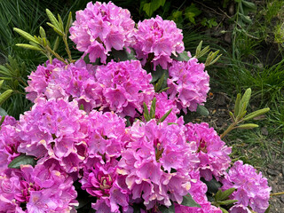 Rhododendron bush with lush pink flowers.